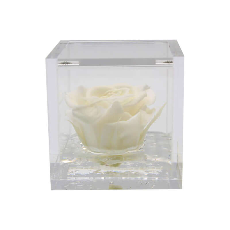 Rosa Stabilizzata Colore Bianco Avorio in Cubo di Plexiglass Dimensioni 5 x 5 cm