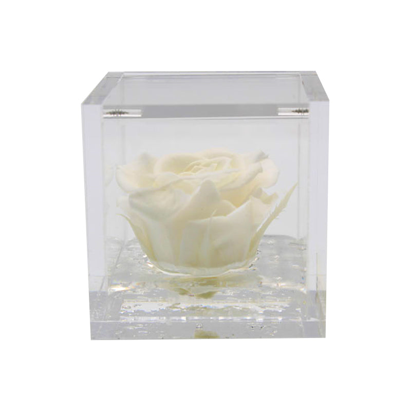 Rosa Stabilizzata Colore Bianco Avorio in Cubo di Plexiglass Dimensioni 5 x 5 cm